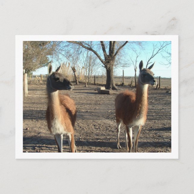 Postal dos hermosas vicuñas (Anverso)