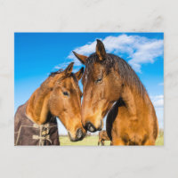 Dos hermosos caballos