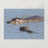 Dos hipopótamos en un río, Parque Nacional Kruger,