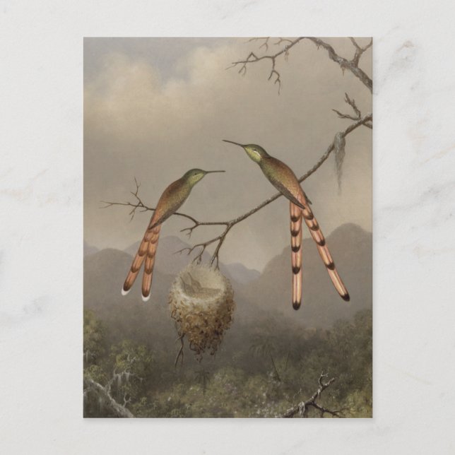 Postal Dos Hummingbirds con sus jóvenes (Anverso)