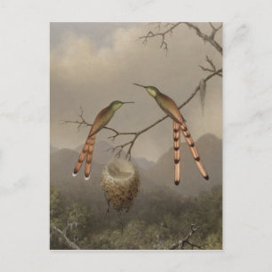 Postal Dos Hummingbirds con sus jóvenes