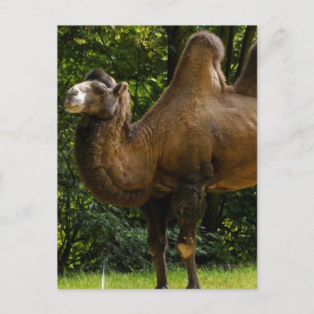 Postal Dos Humped Camel Postcard (Anverso)