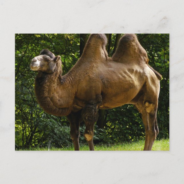 Postal Dos Humped Camel Postcard (Anverso)