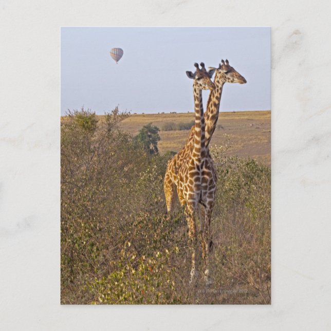 Postal Dos jirafas (camelopardalis Giraffa), Masai (Anverso)