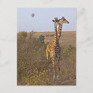 Postal Dos jirafas (camelopardalis Giraffa), Masai