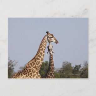 Postal Dos jirafas, Parque Nacional Kruger, Sudáfrica