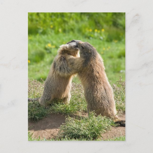 Postal dos jóvenes marmotas (Anverso)