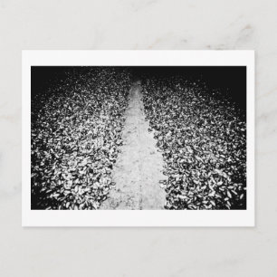 Postal dos lados del cacao