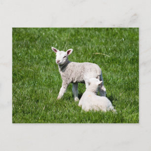 Postal Dos lamas en la pastura