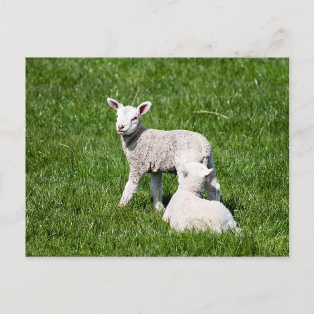 Postal Dos lamas en la pastura (Anverso)