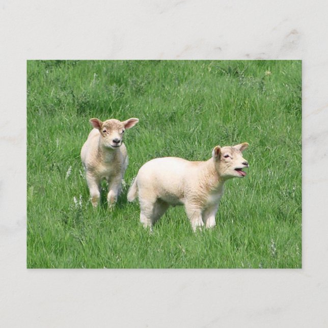 Postal Dos Lambs (Anverso)