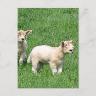 Postal Dos Lambs