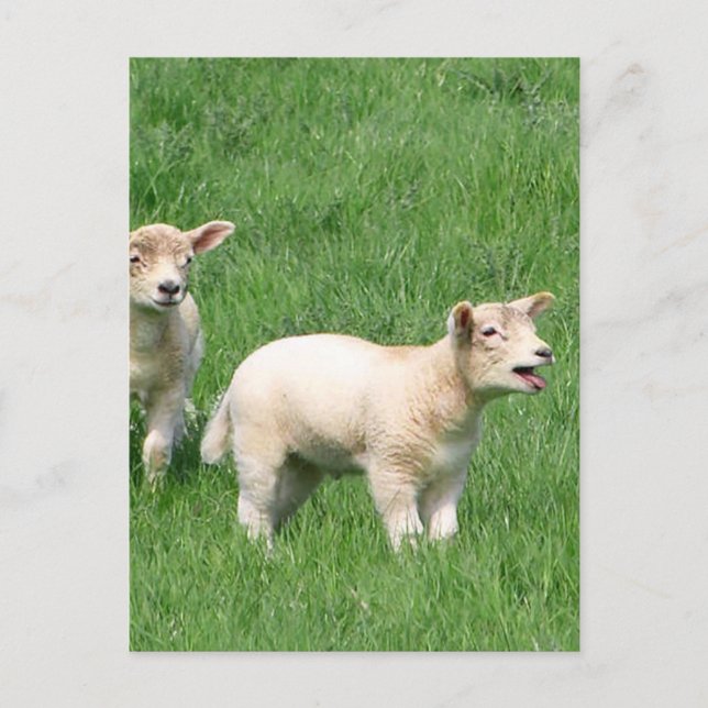 Postal Dos Lambs (Anverso)