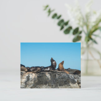 Postal Dos leones marinos en el mar de Cortez
