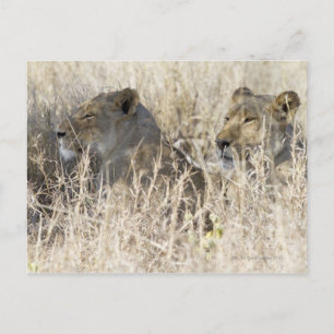 Postal Dos leones ocultos en la hierba seca, Kruger Natio