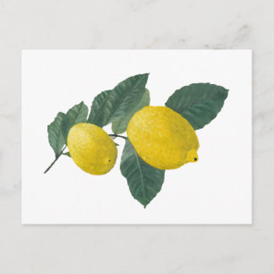 Postal Dos limones en una rama. Pintura de aceite.