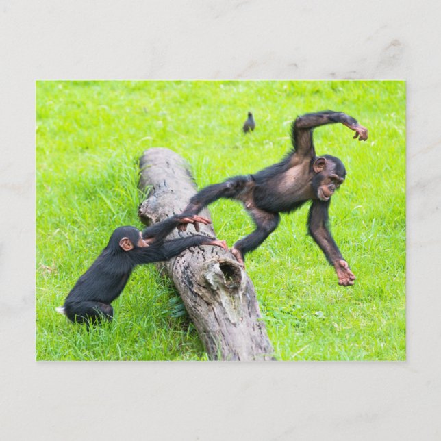 Postal Dos lindos chimpancés de bebé con mala cara jugand (Anverso)