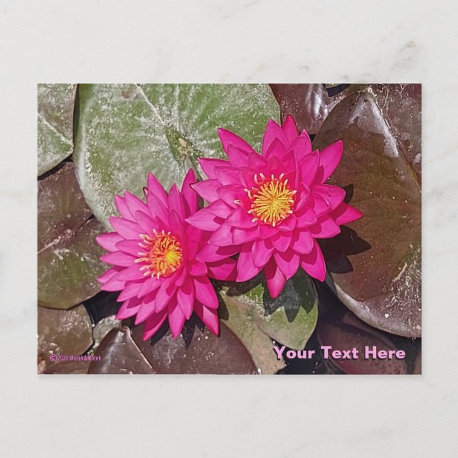 Postal Dos Lirios De Agua Rosada (Anverso)