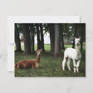 Postal Dos llamas en Indiana
