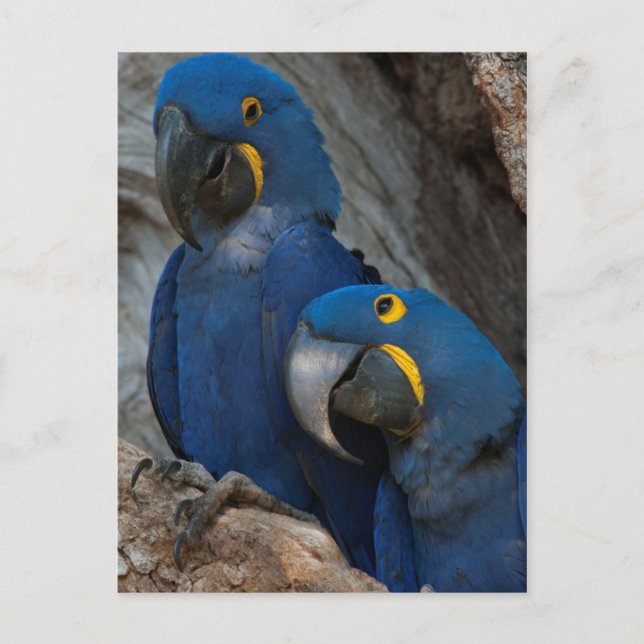 Postal Dos Macaws Hyacinin, Brasil (Anverso)