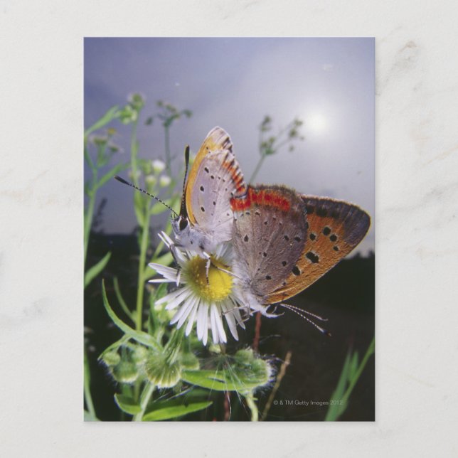 Postal Dos mariposas apareándose en una flor, cerca (Anverso)
