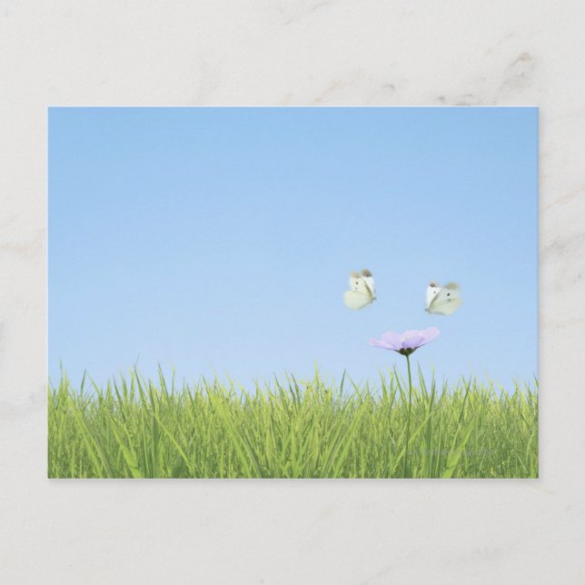 Postal Dos mariposas sobrevuelan la flor (Anverso)