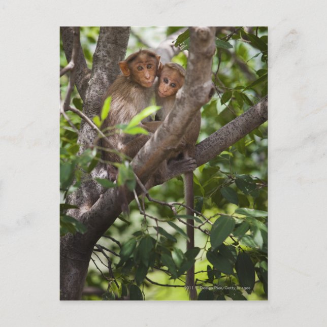 Postal Dos monos en un árbol (Anverso)