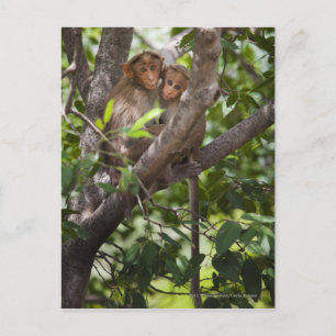 Postal Dos monos en un árbol