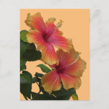 Dos Naranjas Hibiscus Flowers Cust. Postcard de DI