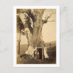 Postal Dos niños en la puerta de su casa de árboles, c.18