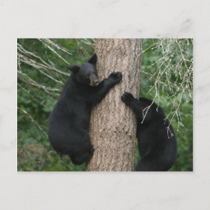 Postal dos osos en un árbol
