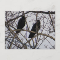Dos Pájaros De Crow Negro En Un Árbol