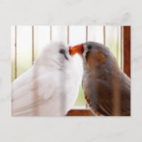 Dos pájaros fincos en jaula