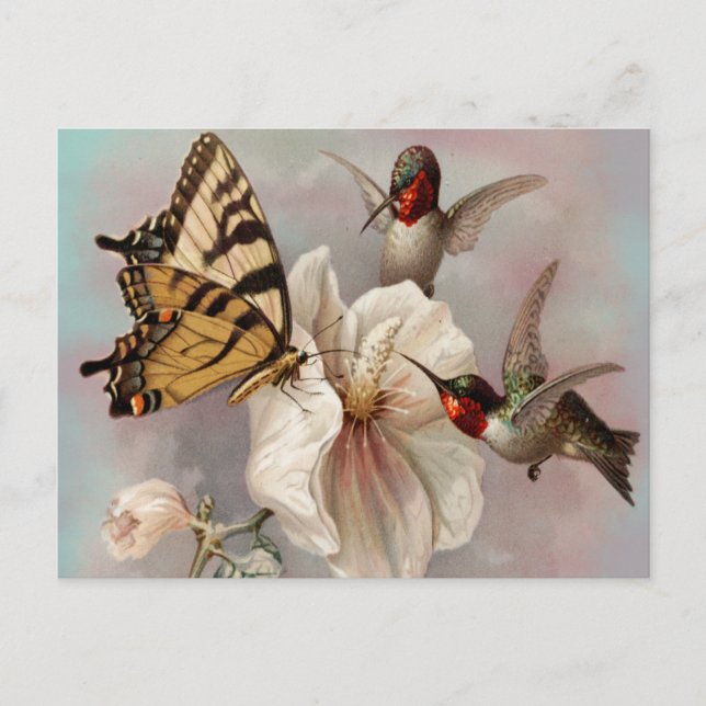 Postal Dos pájaros y una mariposa compartiendo una comida (Anverso)
