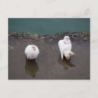 Dos palomas blancas en un charco