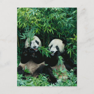 Postal Dos pandas comiendo bambú juntos, Wolong, 2
