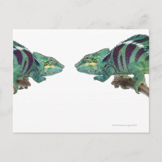 Postal Dos Panther Chameleons Nosy Be (Furcifer) (Anverso)