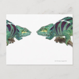 Postal Dos Panther Chameleons Nosy Be (Furcifer)