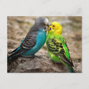 Postal Dos Parakeets