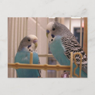Postal Dos Parakeets