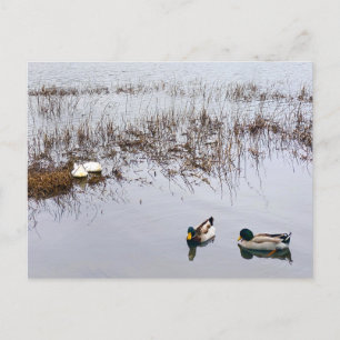 Postal Dos pares de patos