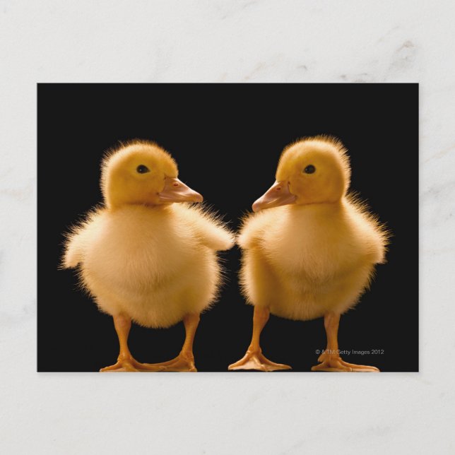 Postal Dos patitos mirándose unos a otros (Anverso)