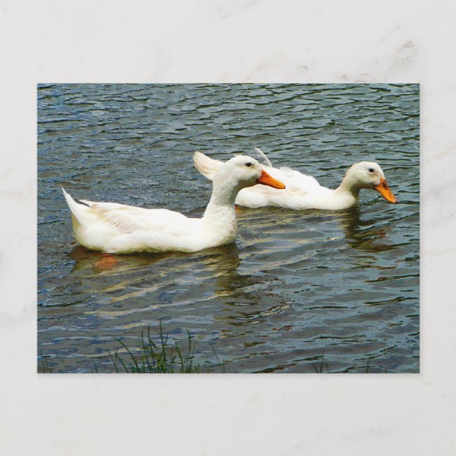 Postal Dos patos blancos (Anverso)