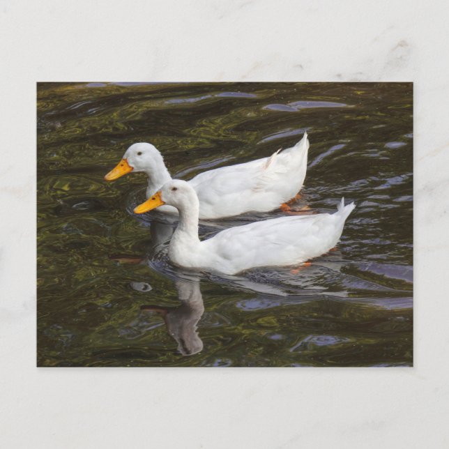 Postal Dos patos blancos. Lago Roath Park, Cardiff, Gales (Anverso)