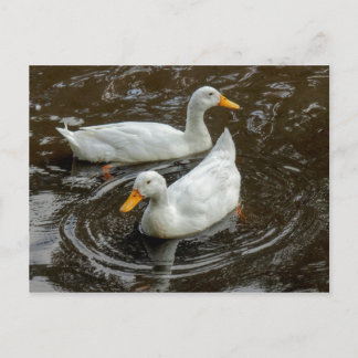 Postal Dos patos blancos. Lago Roath Park, Cardiff, Gales