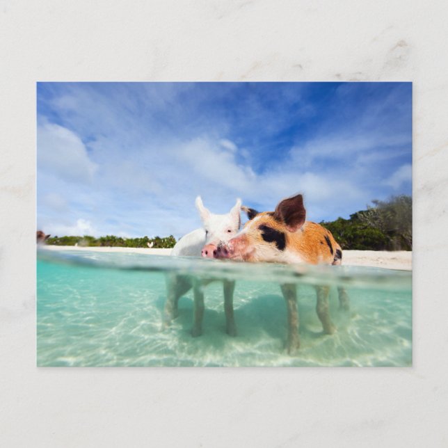 Postal Dos pequeños lechones (Anverso)