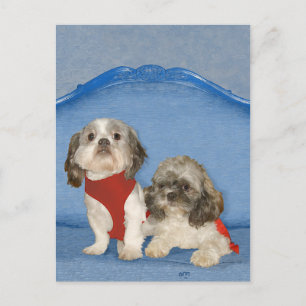 Postal Dos Pequeños Perritos Rescatados Shih Tzu