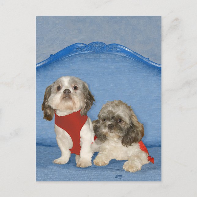Postal Dos Pequeños Perritos Rescatados Shih Tzu (Anverso)