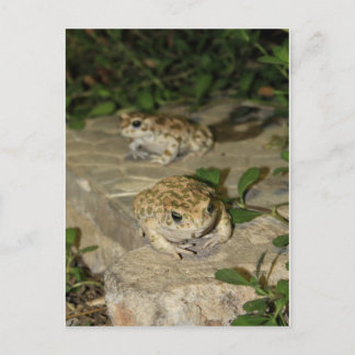 Postal Dos pequeños toads - huella de rana verde