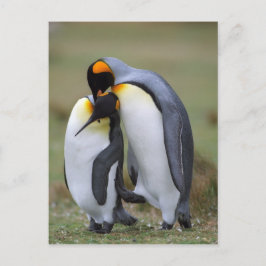Postal Dos pingüinos